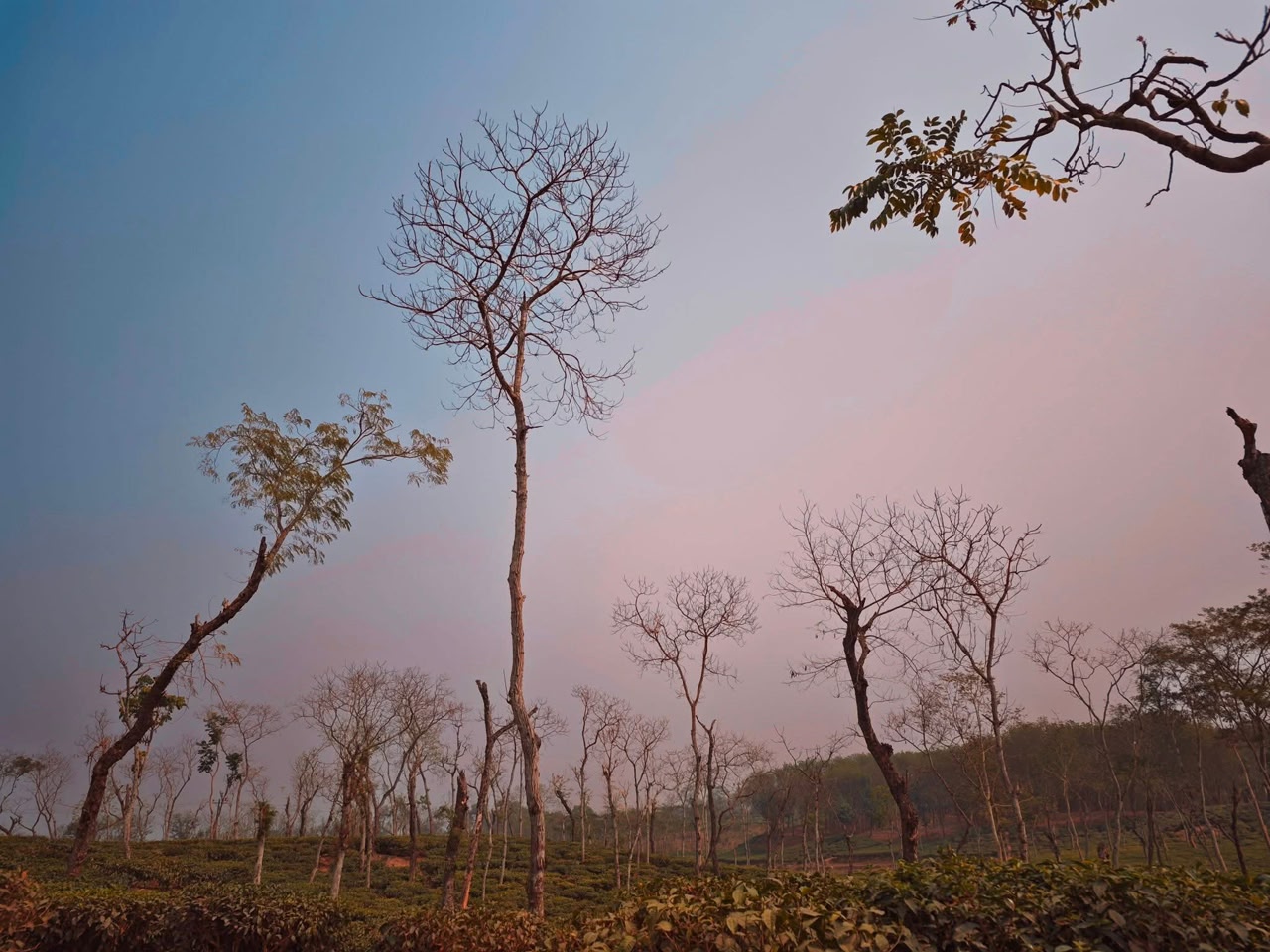 Tea garden beneath a soft evening sky